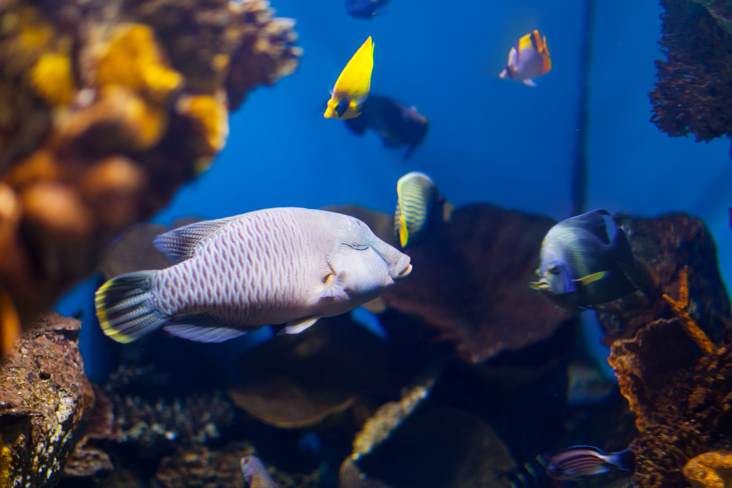 Aquarien Zubehör