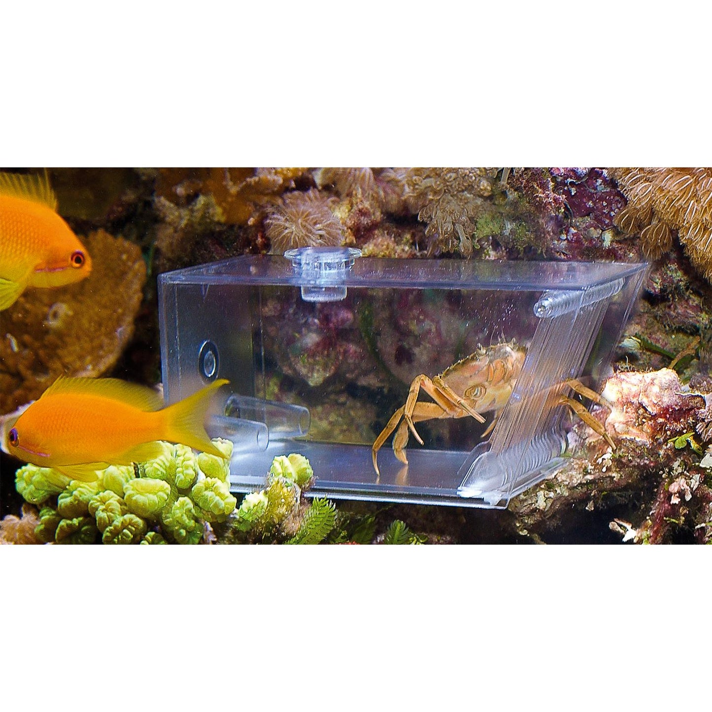 Aqua Medic Trap Pest Krebsfalle (15,5x7,5x8,5 cm)