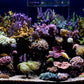*NEU* Red Sea ReefLED G2 115 (115W) (R35920EUR)