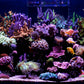 *NEU* Red Sea ReefLED G2 115 (115W) (R35920EUR)
