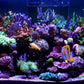 *NEU* Red Sea ReefLED G2 115 (115W) (R35920EUR)