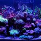 *NEU* Red Sea ReefLED G2 115 (115W) (R35920EUR)