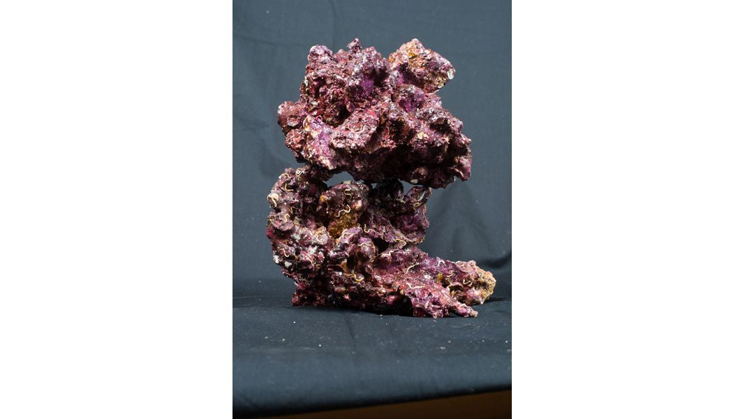 Real Reef Rock XLarge Show 25 kg Box