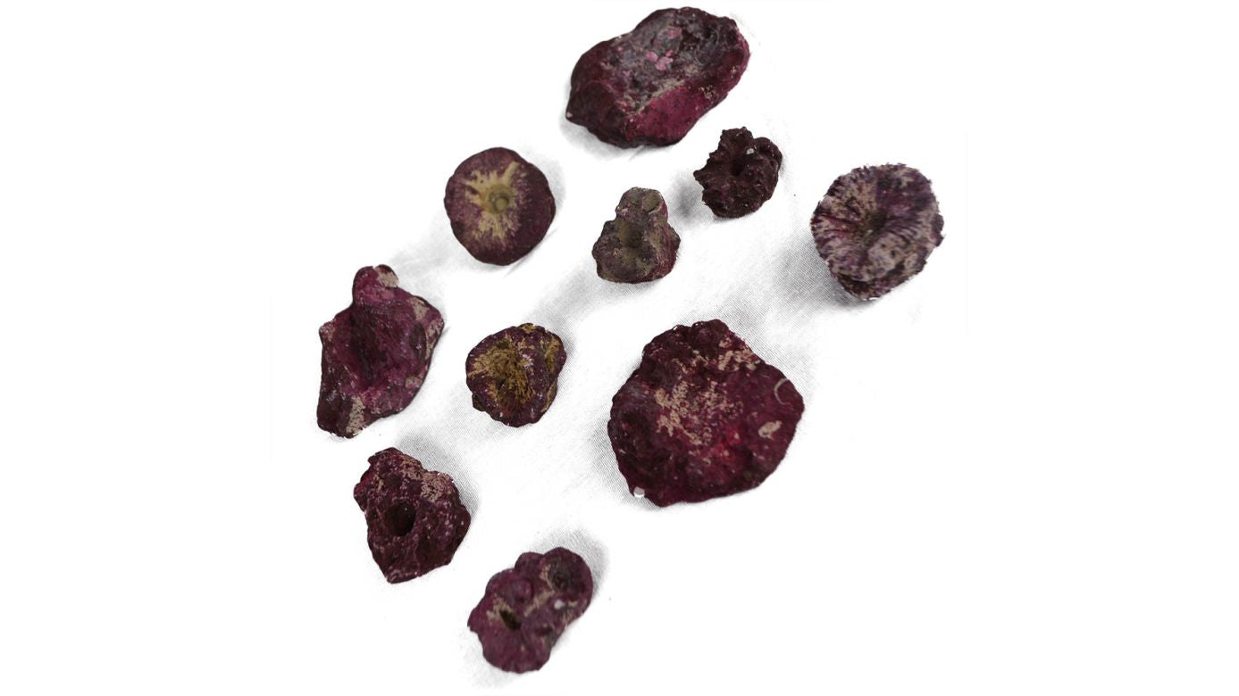 Real Reef Frag Rocks (200 Stk.) 17 kg