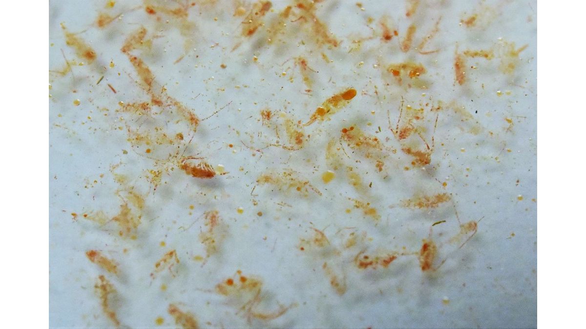 Fauna Marin Ocean Plankton echtes Calanus Plankton 250 ml