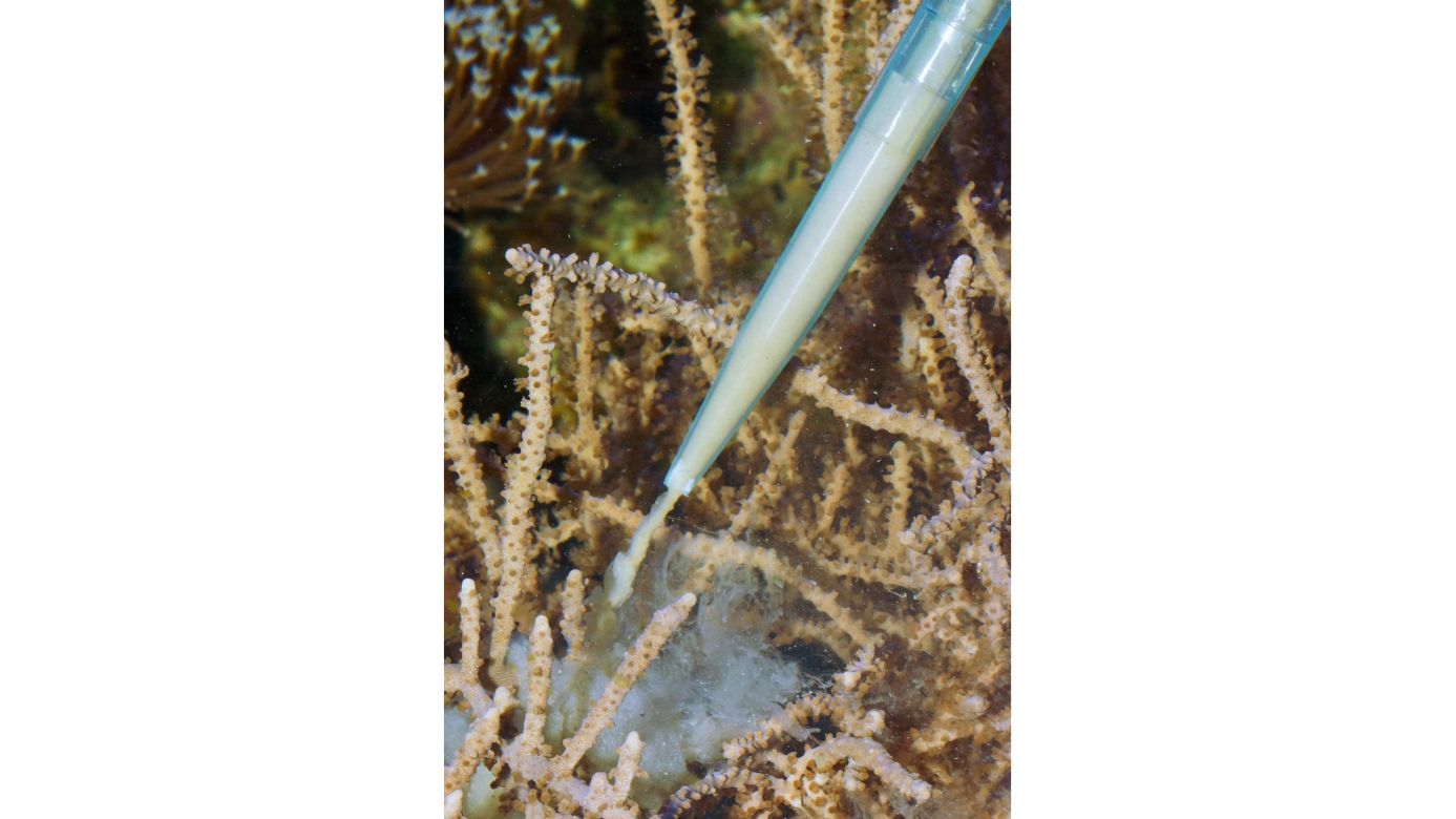 Aqua Medic Pipette 35 (35cm)