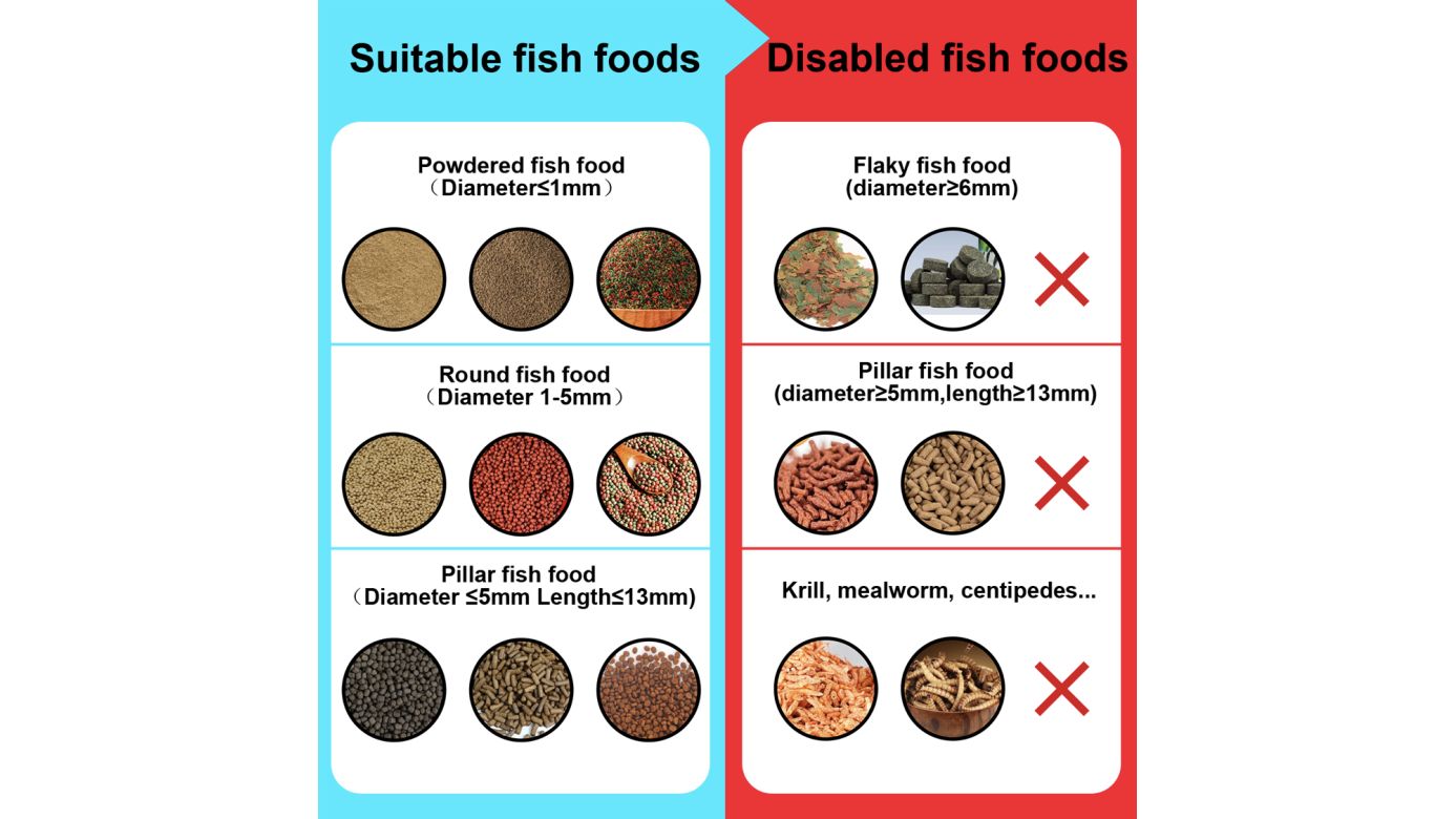 Visual Fish Feeder Futterautomat mit App und Kamera