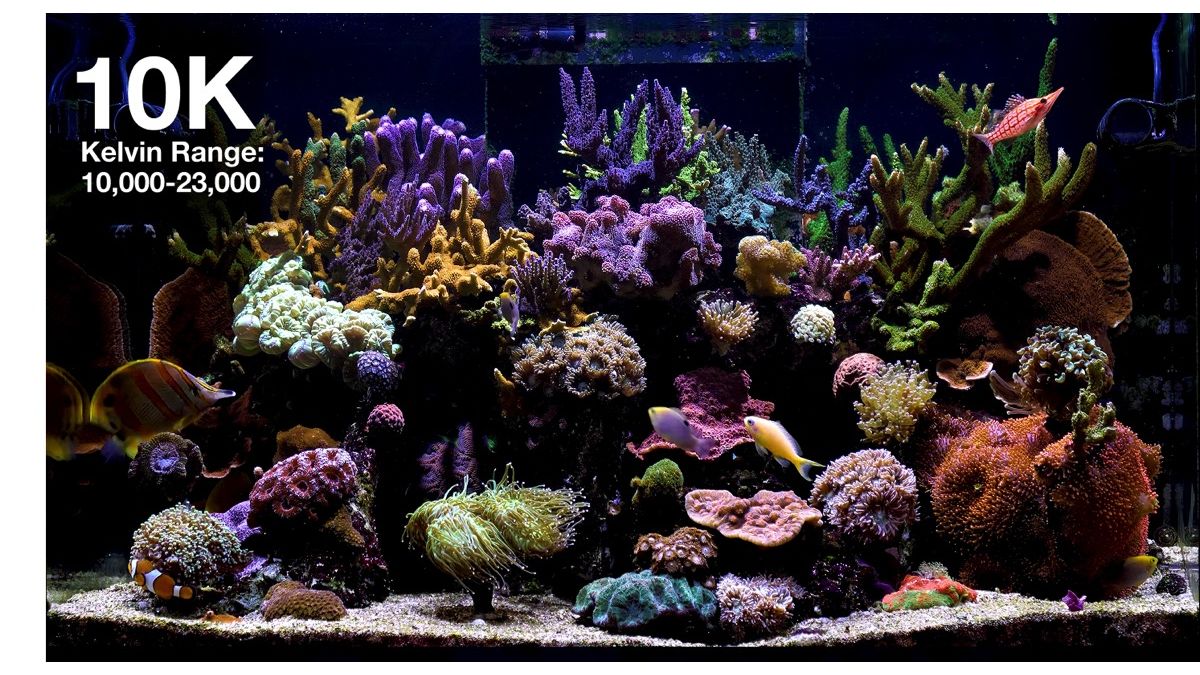 Red Sea ReefLED G2 115 (115W) (R35920EUR)