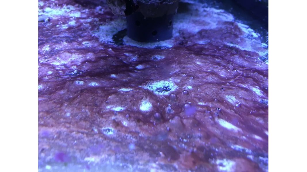 PlanktonPlus Phyto-Red gegen Cyanobakterien 1 Liter