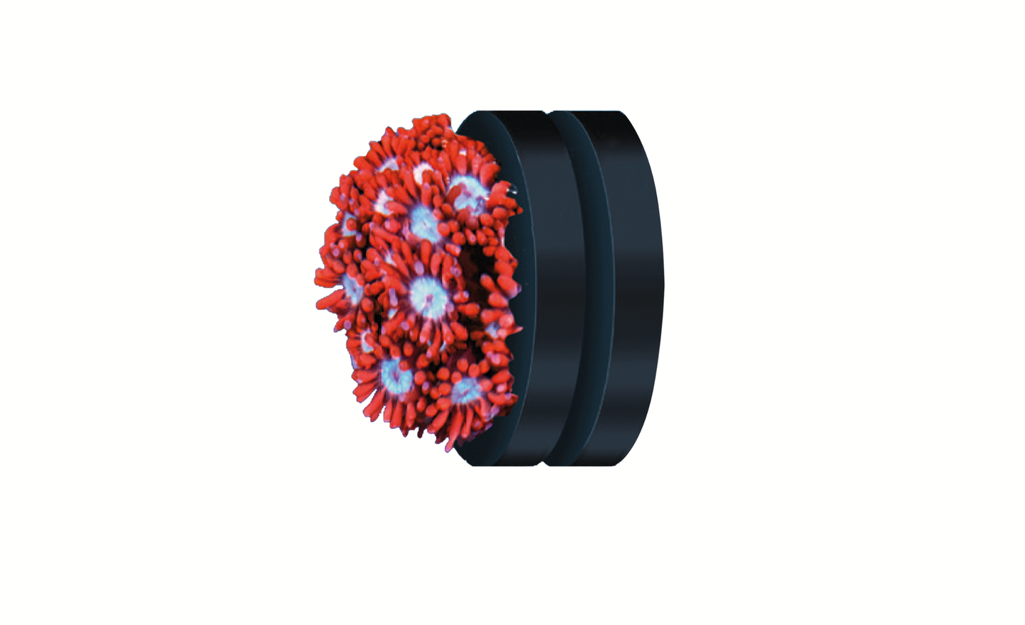 Fauna Marin Coral Mount Ø 4cm Magnet für Korallen