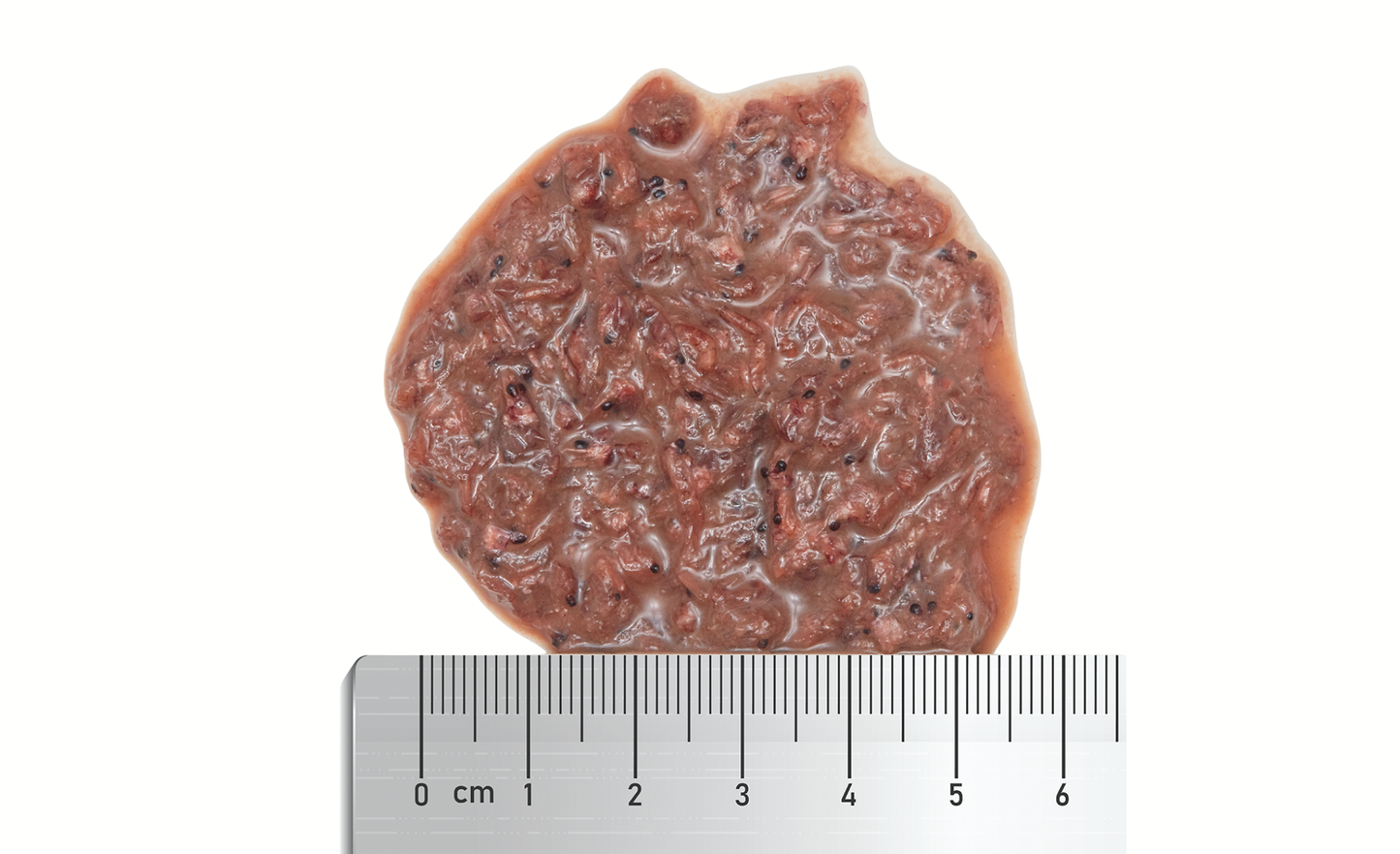 Fauna Marin Arctic Plankton echtes arktisches Mysis relicta 250 ml