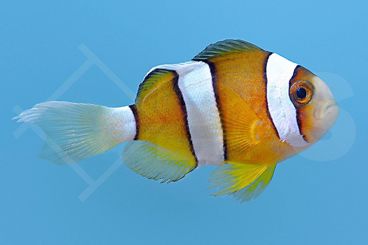 Amphiprion clarkii - Clarks Anemonenfisch Natur NZ