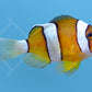 Amphiprion clarkii - Clarks Anemonenfisch Natur NZ
