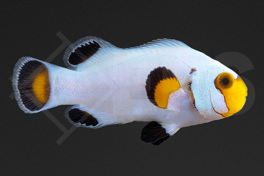 Amphiprion ocellaris - Falscher Clownfisch "Wyoming White" NZ