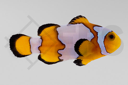 Amphiprion ocellaris - Falscher Clownfisch "Premium Snowflake" NZ