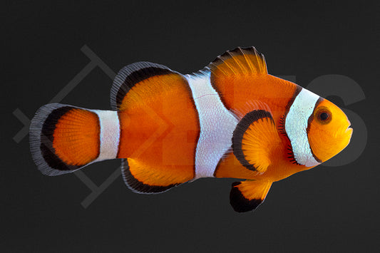 Amphiprion ocellaris - Falscher Clownfisch "Wildform Orange" NZ