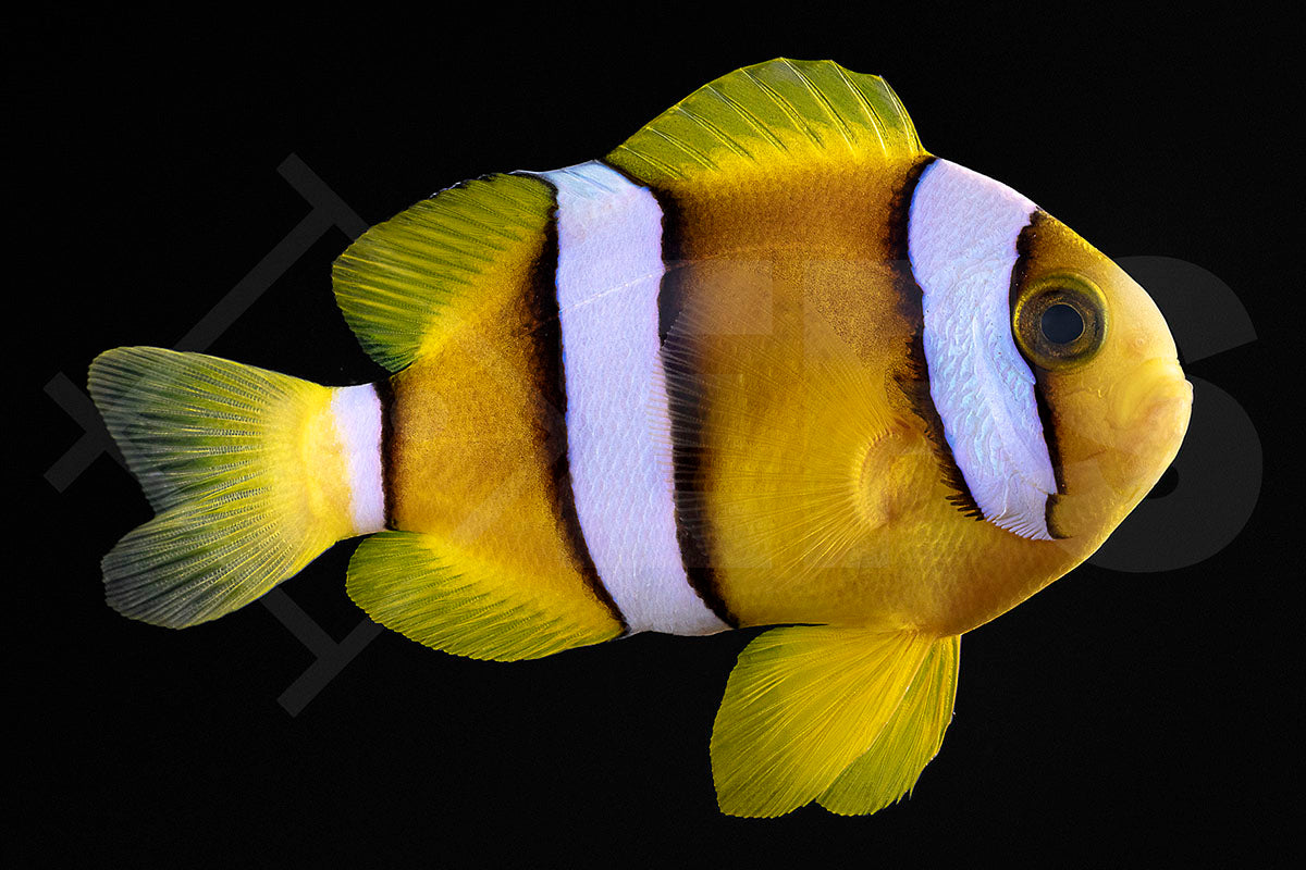 Amphiprion clarkii - Clarks Anemonenfisch Natur NZ