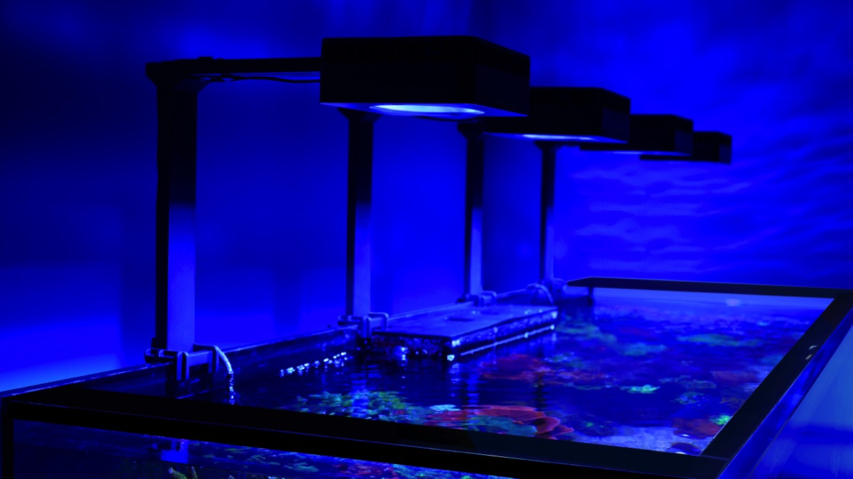 *NEU* Red Sea REEFER 625 System G3 Weiß (R45165)