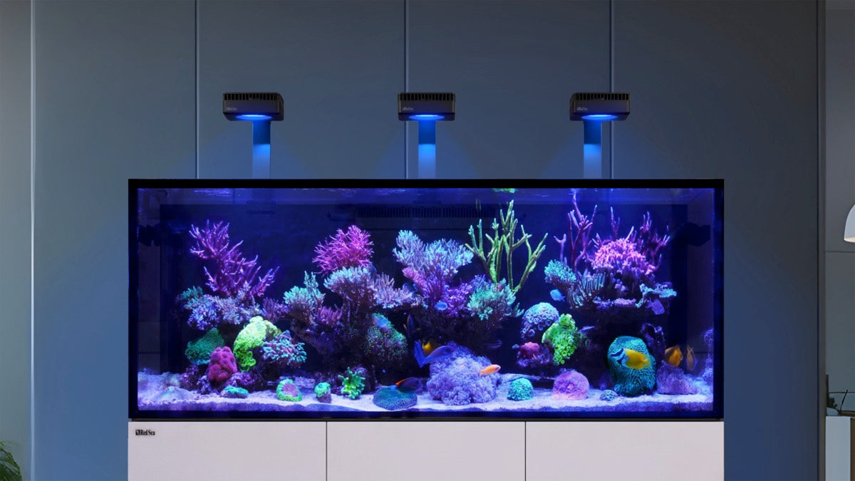 *NEU* Red Sea REEFER 625 System G3 Schwarz (R45164)