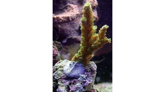 Fauna Marin Coral Kit schwarzer Epoxy-Korallenkleber 114 g