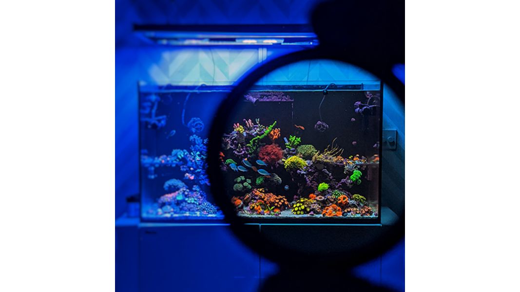 D-D Coral Colour Lense XL